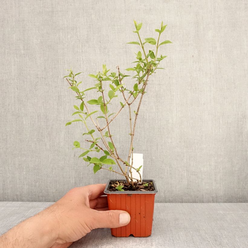 Philadelphus Frosty Morn - Mock Orange 8/9 cm pot sample as delivered in spring