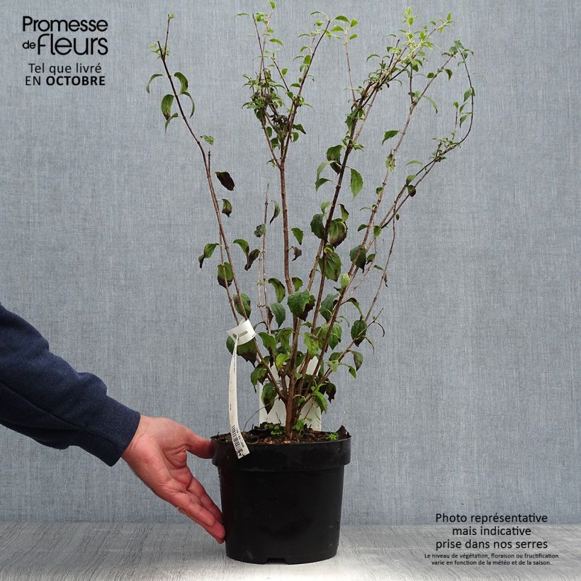 Philadelphus Frosty Morn - Mock Orange 3L/4L pot sample as delivered in autumn