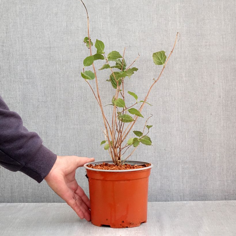 Philadelphus Komsomolec - Mock Orange 3L/4L pot sample as delivered in autumn