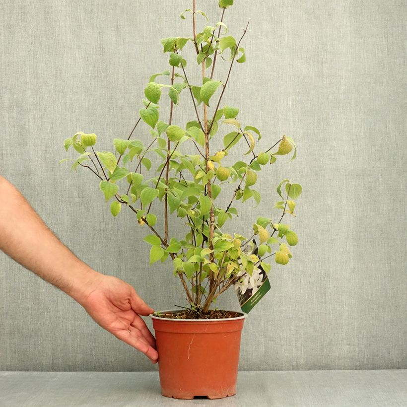 Seringat - Philadelphus Komsomolec Pot de 3L/4L sample as delivered in summer