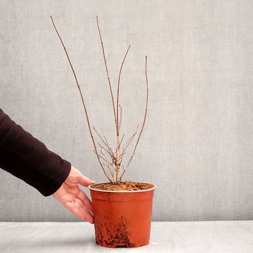 Philadelphus Komsomolec - Mock Orange 3L/4L pot sample as delivered in winter