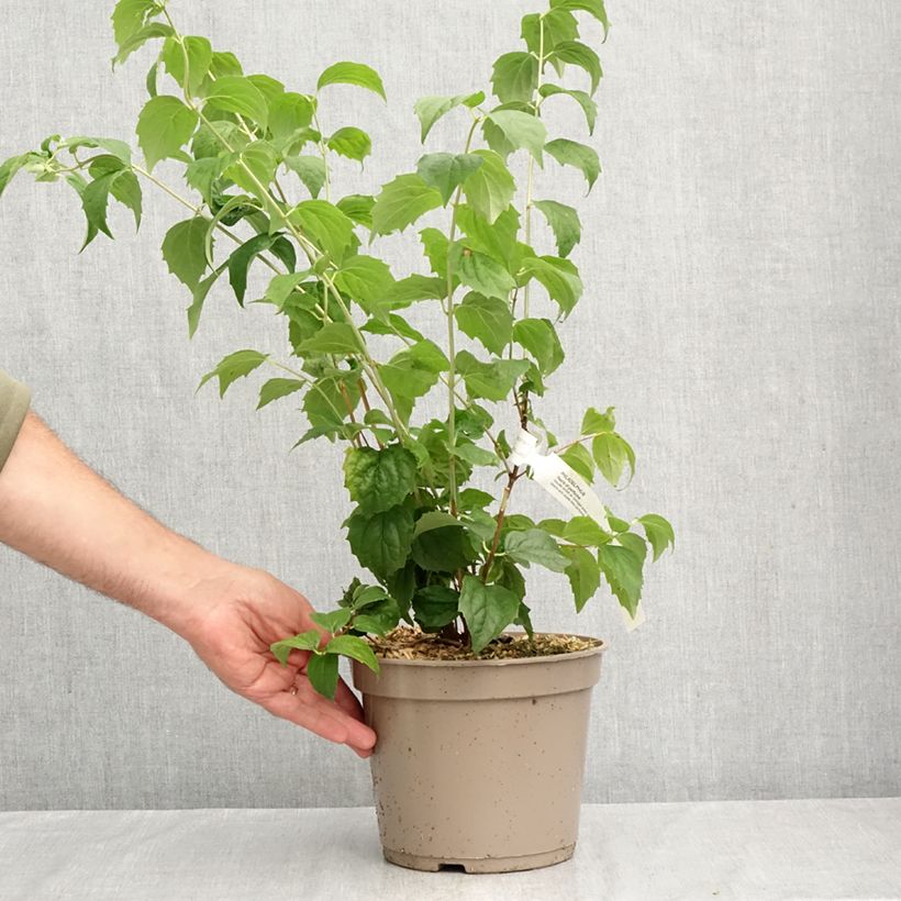 Philadelphus Pearls of Perfume - Mock Orange 4L/5L pot sample as delivered in autumn