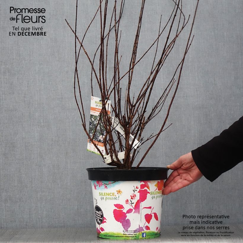 Philadelphus Snowbelle - Mock Orange 7.5L/10L pot sample as delivered in autumn