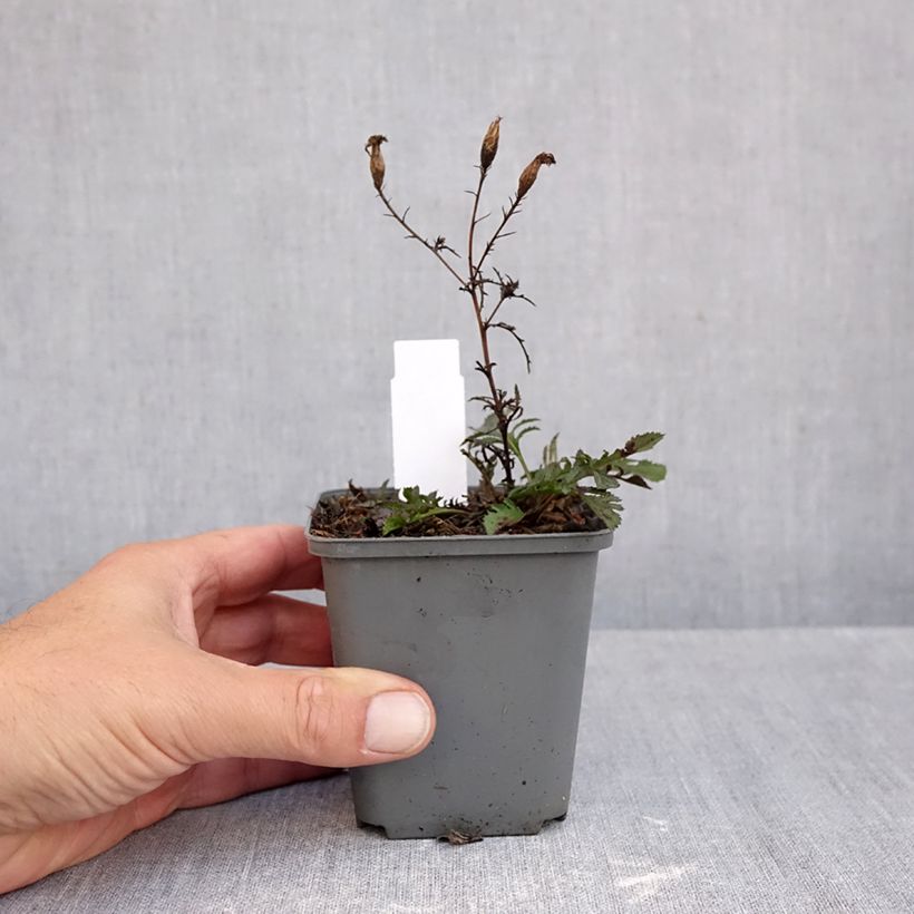 Serratula seoanei - Serratule de Seoane Godet de 8/9 cm sample as delivered in autumn