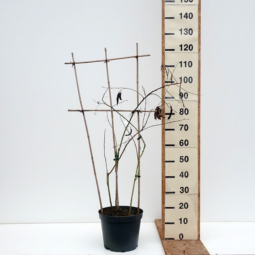 Sesbania punicea 7.5L/10L pot sample as delivered in winter