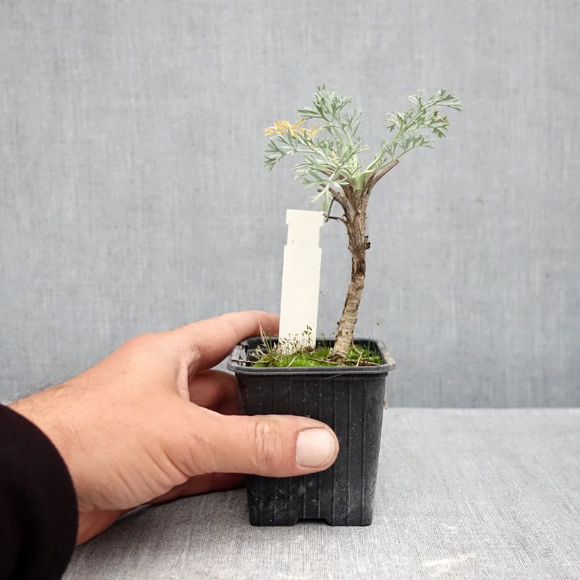 Seseli gummiferum  8/9 cm pot sample as delivered in autumn