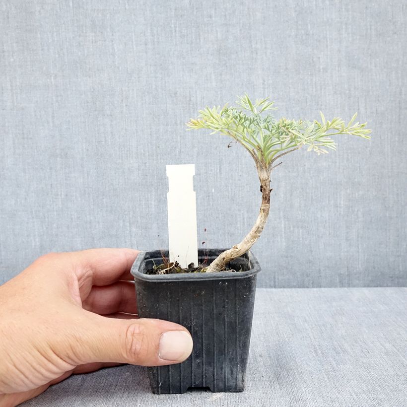 Seseli gummiferum  8/9 cm pot sample as delivered in summer