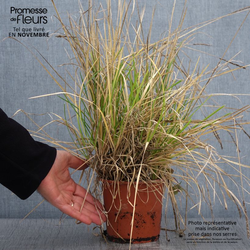 Sesleria argentea 1L/1.5L pot sample as delivered in autumn
