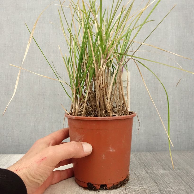 Sesleria argentea 1L/1.5L pot sample as delivered in spring