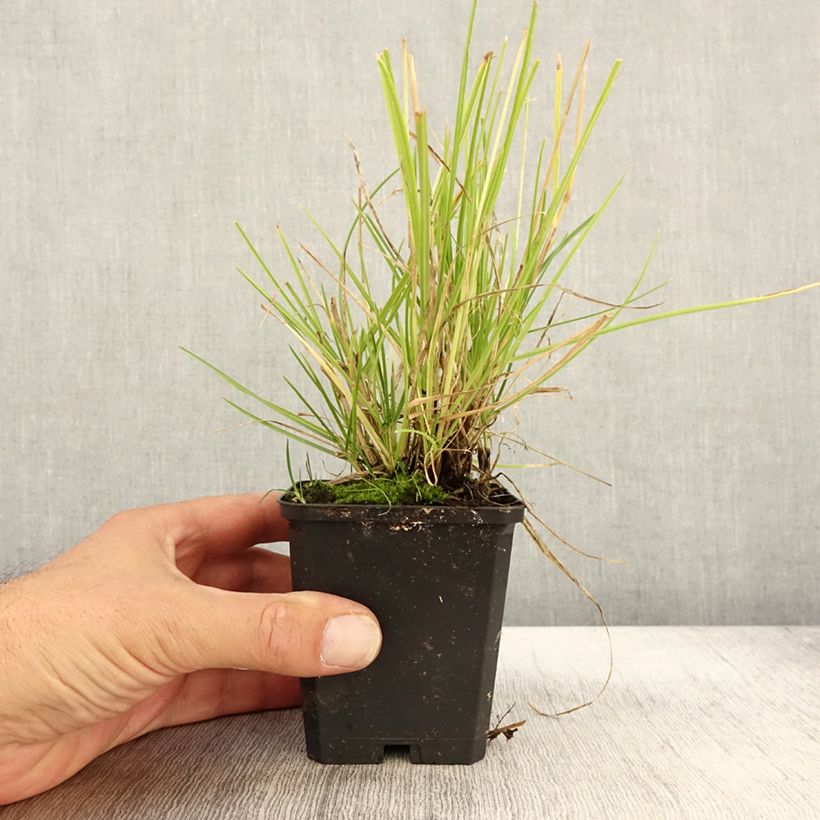 Sesleria autumnalis 8/9 cm pot sample as delivered in autumn