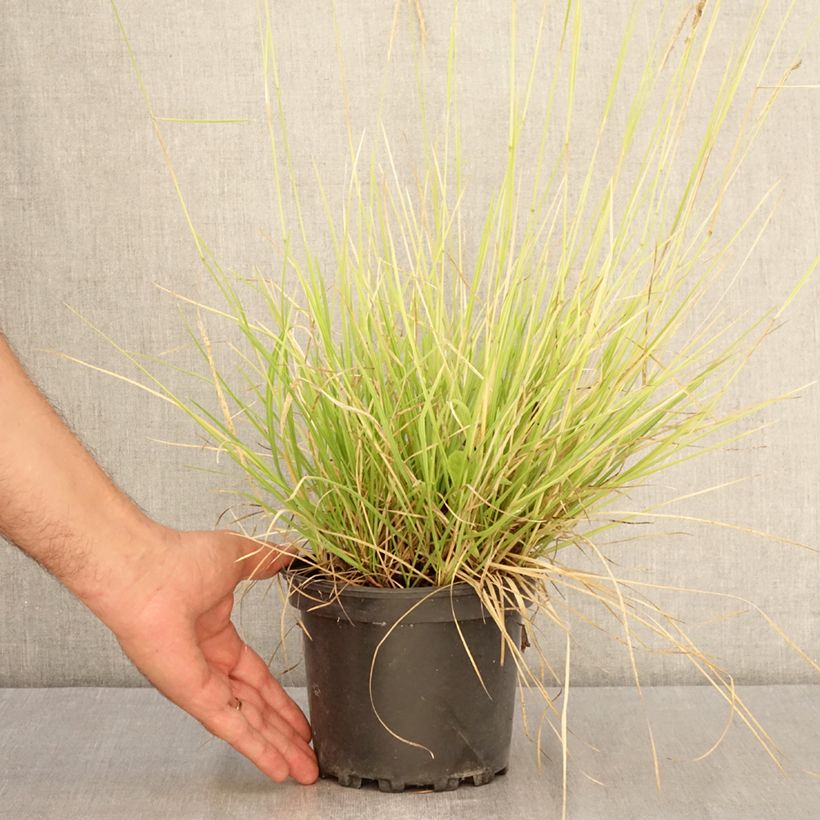 Sesleria autumnalis 2L/3L pot sample as delivered in summer