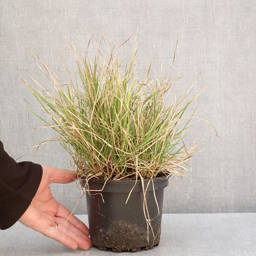 Sesleria autumnalis 2L/3L pot sample as delivered in winter