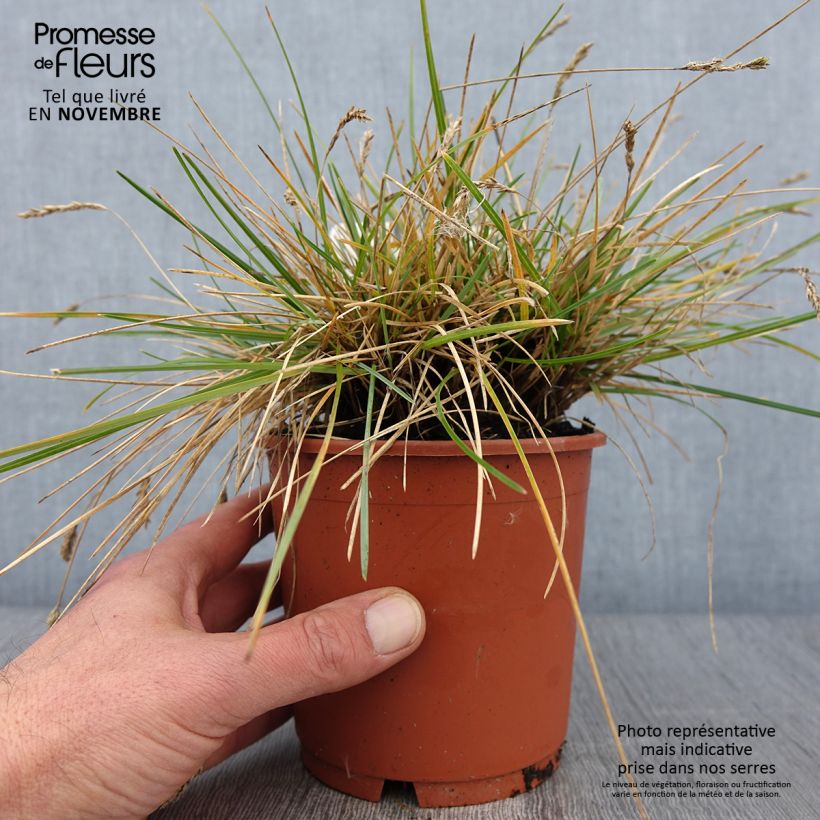 Sesleria caerulea 1L/1.5L pot sample as delivered in autumn