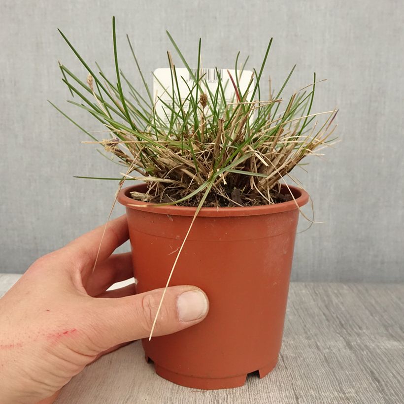 Sesleria caerulea 1L/1.5L pot sample as delivered in spring