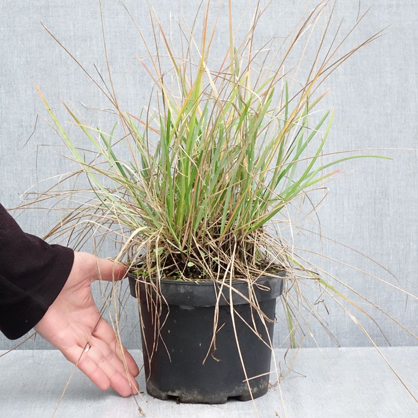 Sesleria heufleriana 2L/3L pot sample as delivered in autumn