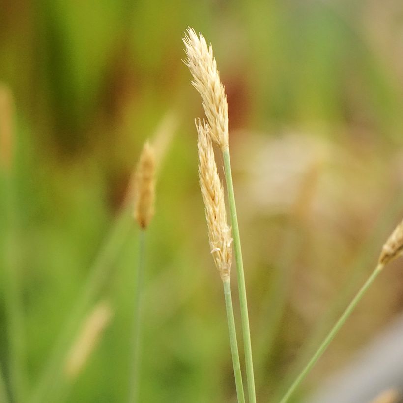 Sesleria nitida (Flowering)