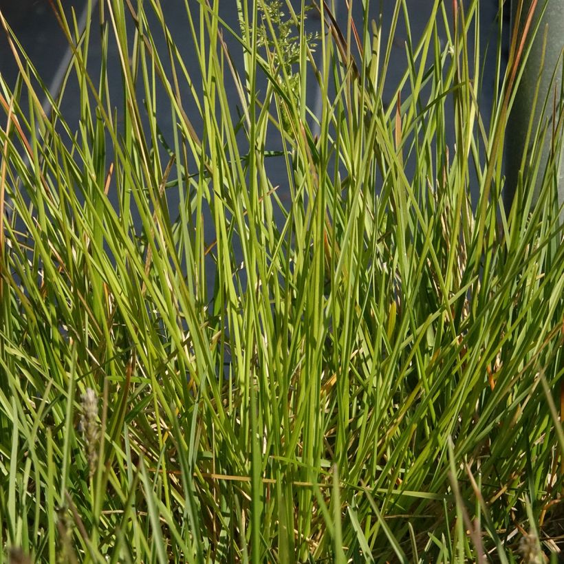 Sesleria sadleriana  (Foliage)