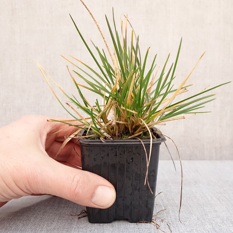 Sesleria sadleriana  8/9 cm pot sample as delivered in winter