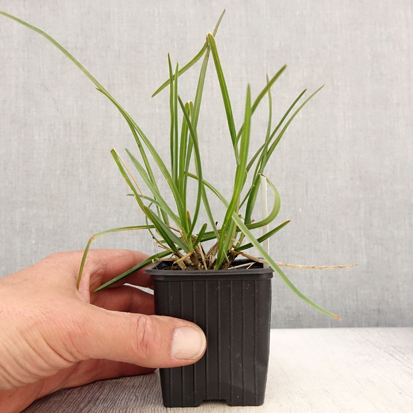 Sesleria sadleriana  8/9 cm pot sample as delivered in spring