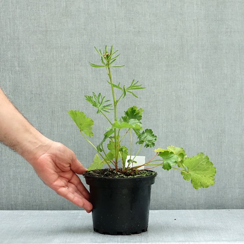 Sidalcea malviflora Elsie Heugh 2L/3L pot sample as delivered in autumn