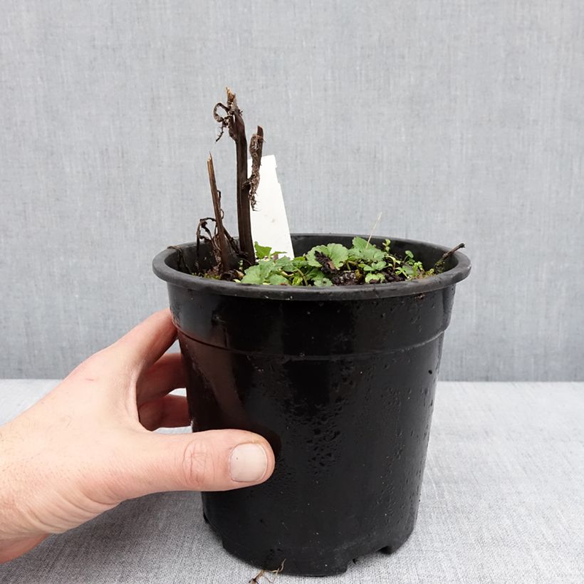 Sidalcea malviflora Elsie Heugh 2L/3L pot sample as delivered in winter