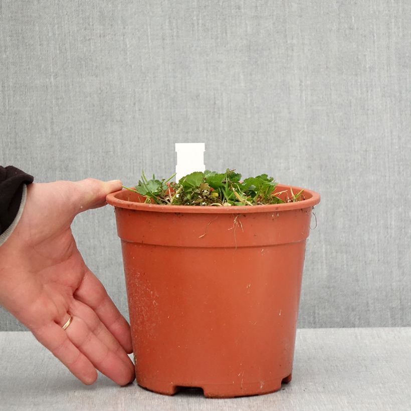 Sidalcea malviflora Elsie Heugh 2L/3L pot sample as delivered in spring