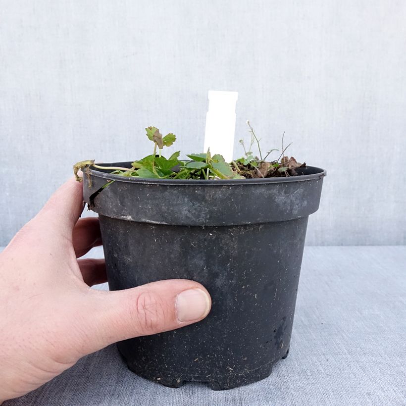 Sidalcea oregana Brilliant 2L/3L pot sample as delivered in winter