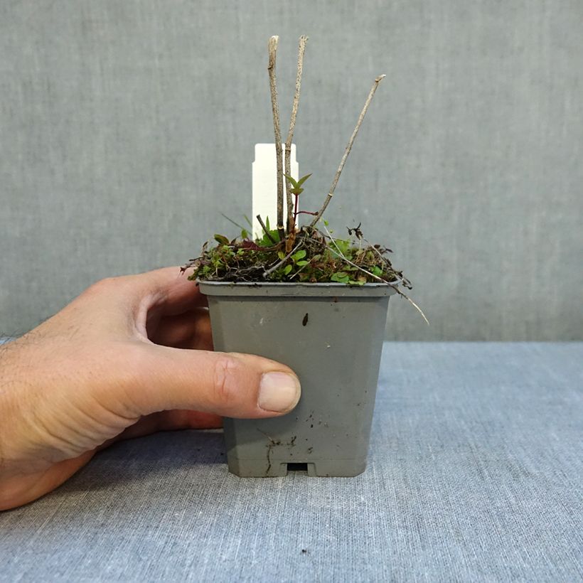 Sidalcea Party Girl 8/9 cm pot sample as delivered in autumn