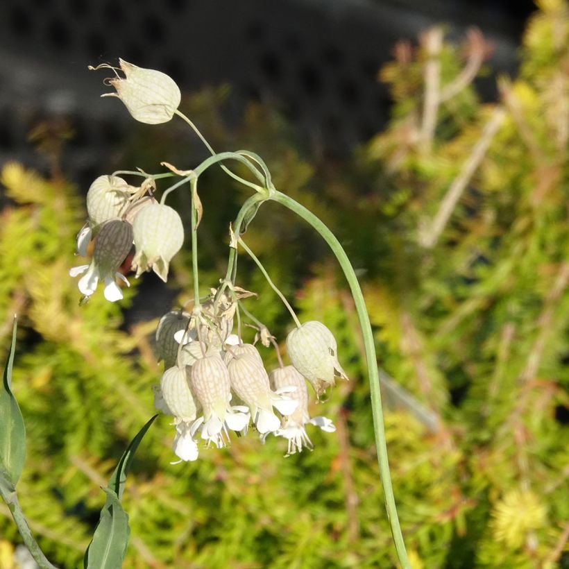 Silene vulgaris (Flowering)