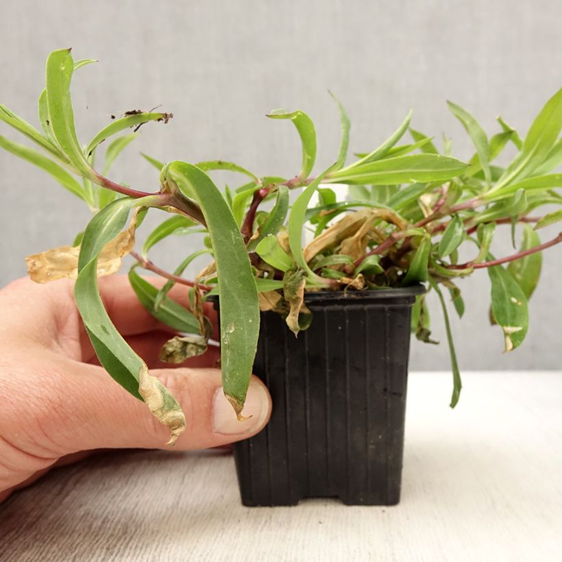 Silene vulgaris 8/9 cm pot sample as delivered in spring