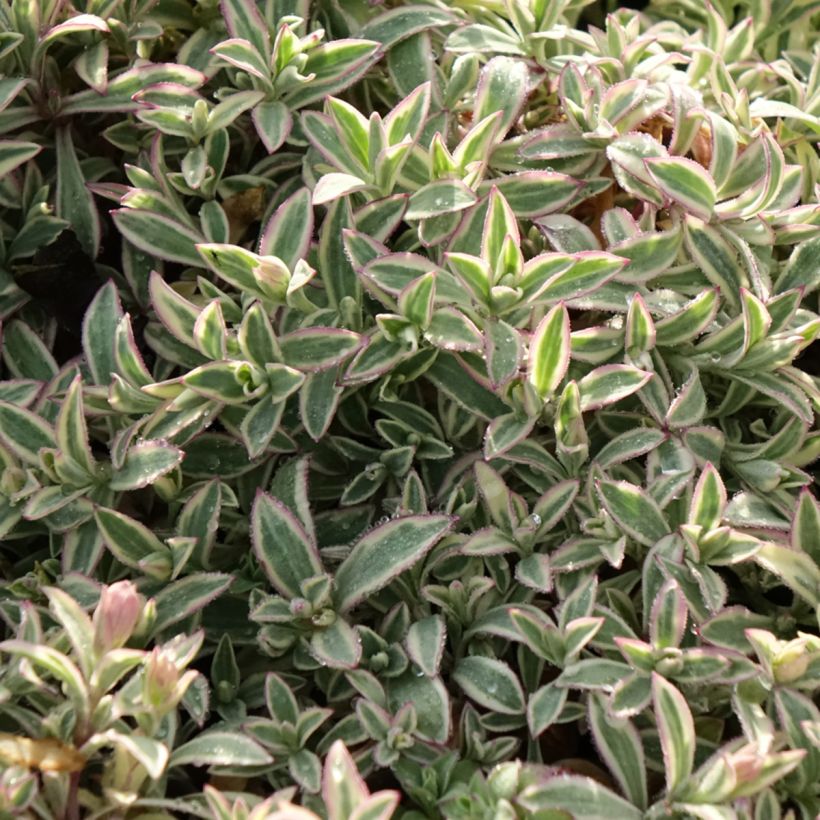Silene maritima Druett's Variegated (Foliage)