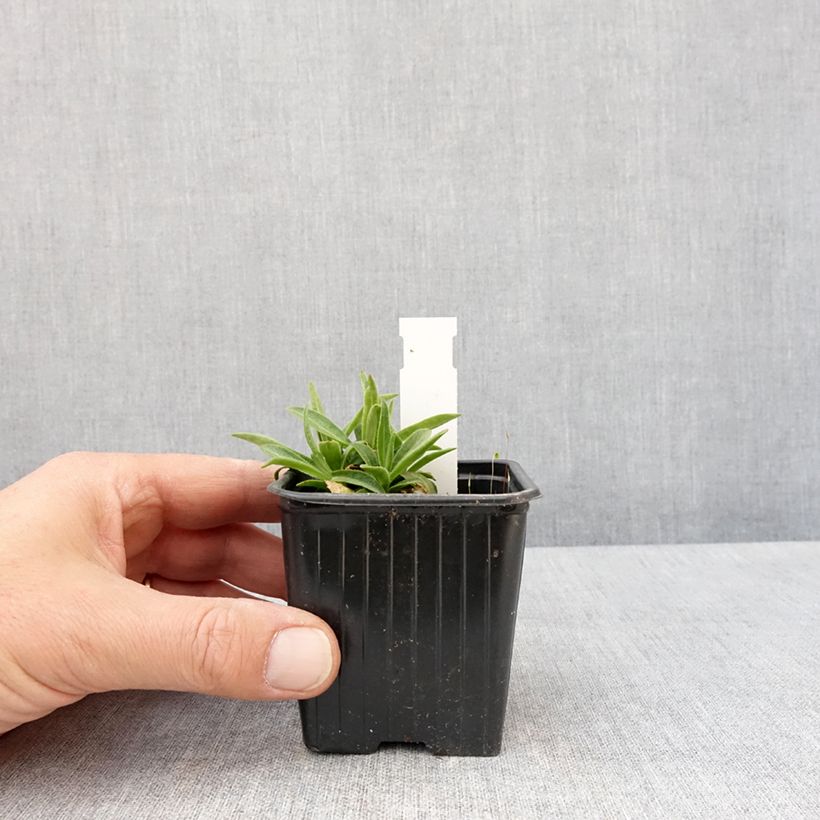 Silene regia 8/9 cm pot sample as delivered in spring