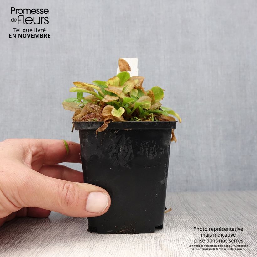 Silene robotii Rollies Favourite 7/8 cm pot sample as delivered in autumn