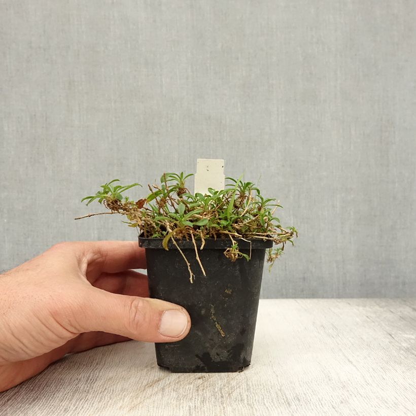 Silene schafta 8/9 cm pot sample as delivered in autumn