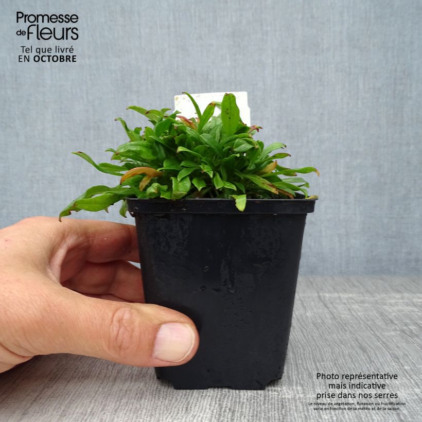 Silene schafta Splendens 8/9 cm pot sample as delivered in autumn