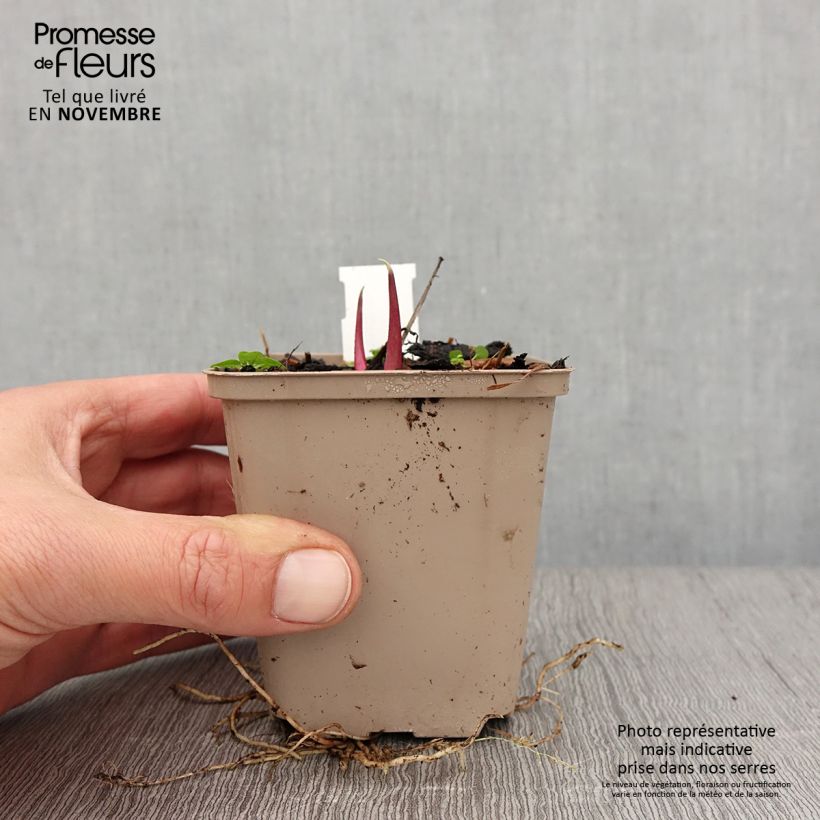 Silphium laciniatum 8/9 cm pot sample as delivered in autumn