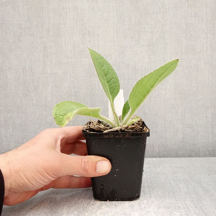 Silphium mohrii 8/9 cm pot sample as delivered in spring