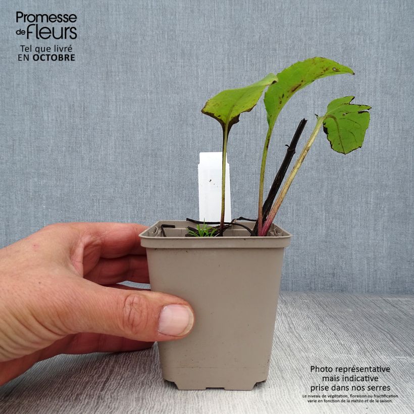 Silphium perfoliatum 8/9 cm pot sample as delivered in autumn