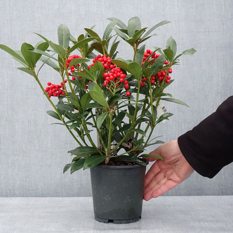 Skimmia japonica Pabella - Japanese Skimmia 2L/3L pot sample as delivered in winter