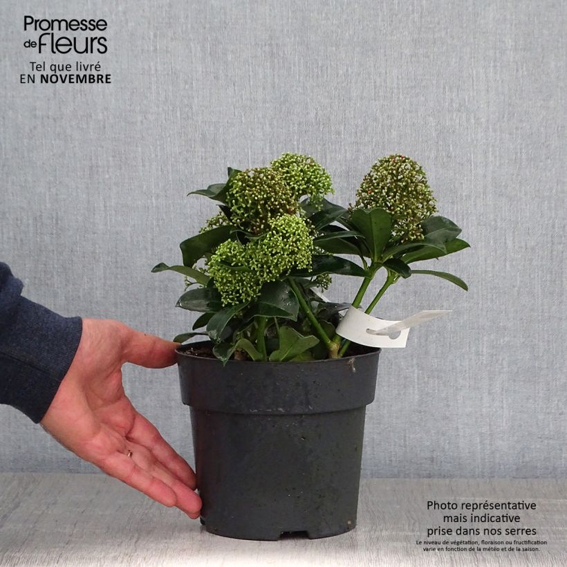 Skimmia japonica Fragrant Cloud 2L/3L pot sample as delivered in autumn