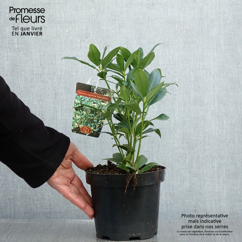 Skimmia japonica Kew White 2L/3L pot sample as delivered in winter
