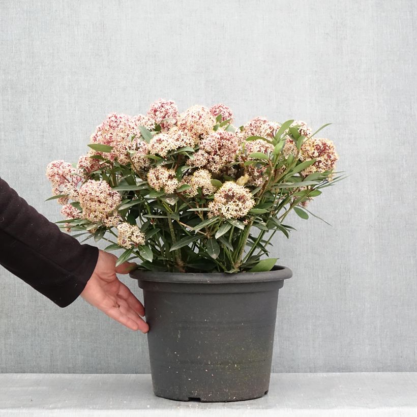 Skimmia japonica Rubella 7.5L/10L pot sample as delivered in spring