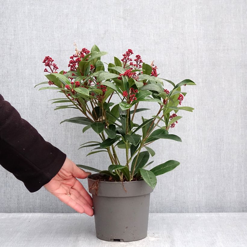 Skimmia japonica Rubella 2L/3L pot sample as delivered in winter