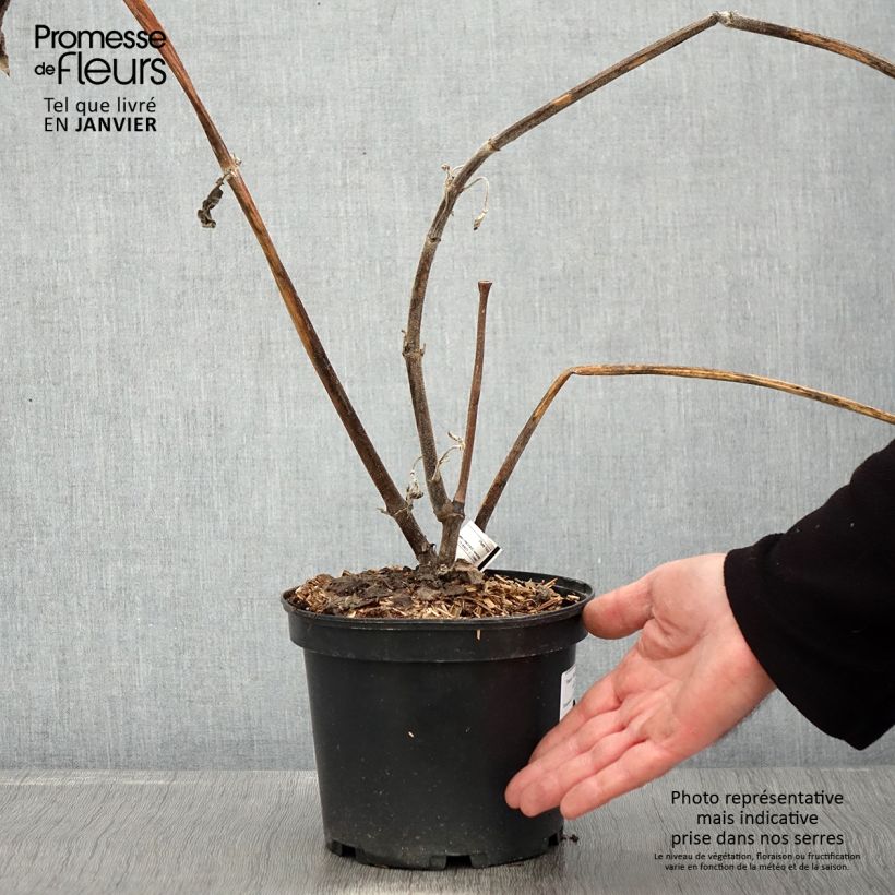 Smallanthus sonchifolius Red Yacon - Earth Pear 3L/4L pot sample as delivered in winter