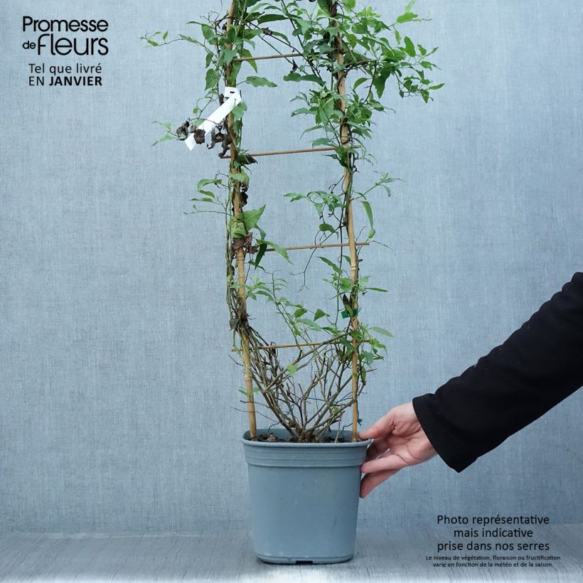 Solanum jasminoides Blue 2L/3L pot sample as delivered in winter