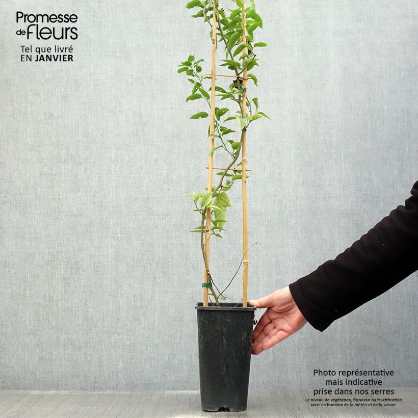 Solanum jasminoides 2L/3L pot sample as delivered in winter