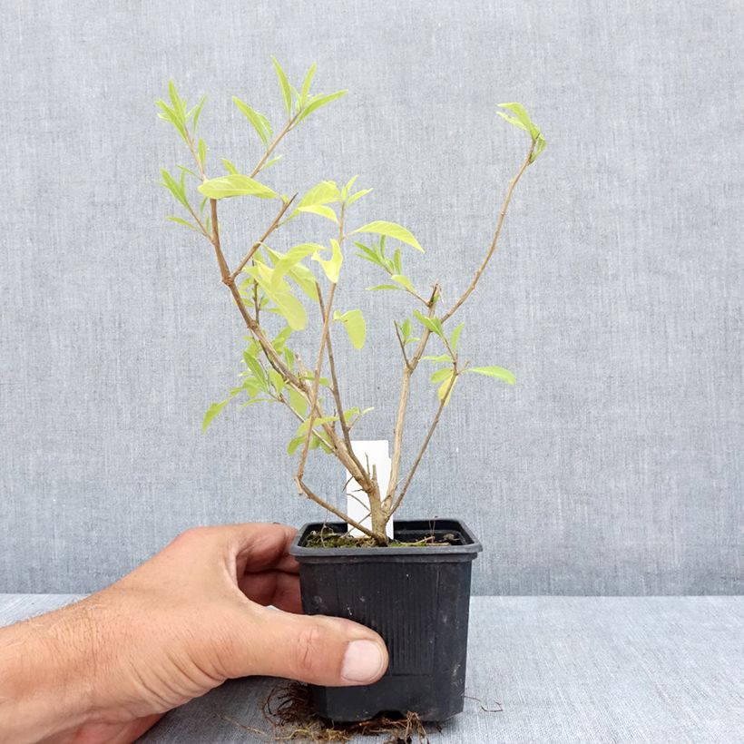 Solanum rantonetti 8/9 cm pot sample as delivered in summer