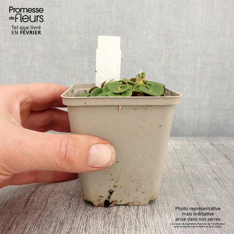 Soldanella villosa 8/9 cm pot sample as delivered in winter