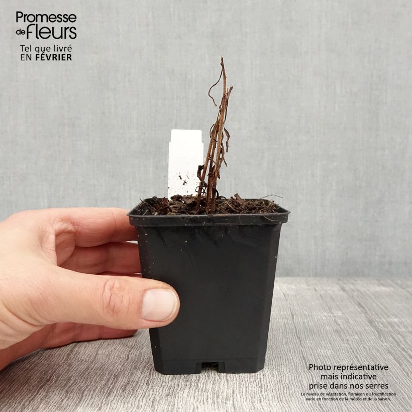 Solidago canadensis Golden Baby 8/9 cm pot sample as delivered in winter