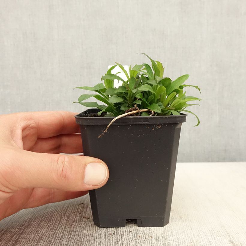 Solidago canadensis Golden Baby 8/9 cm pot sample as delivered in spring